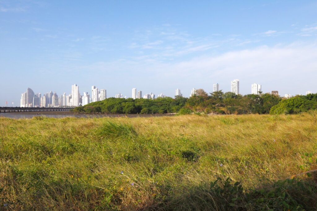 Humedales de Panamá Viejo: un ecosistema vital en medio de la ciudad