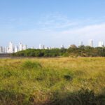 Humedales de Panamá Viejo: un ecosistema vital en medio de la ciudad