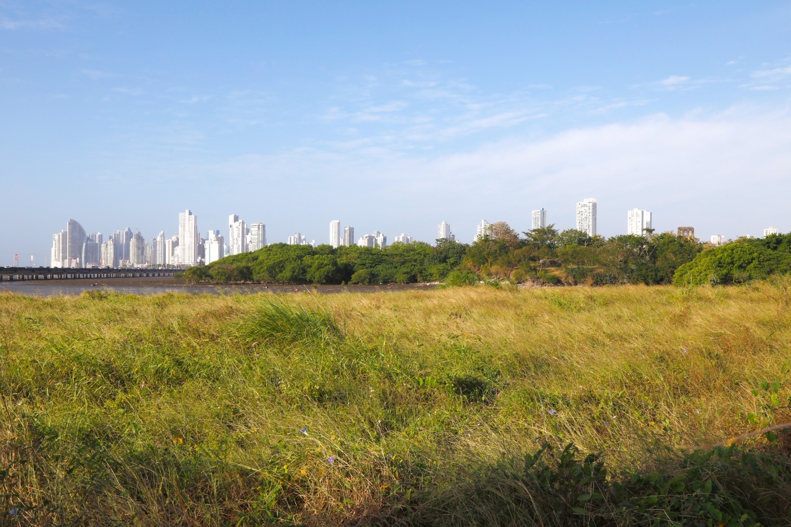 Humedales de Panamá Viejo: un ecosistema vital en medio de la ciudad