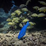 Fundación Albatros Media Inaugura Exhibición sobre Conservación y Turismo Sostenible