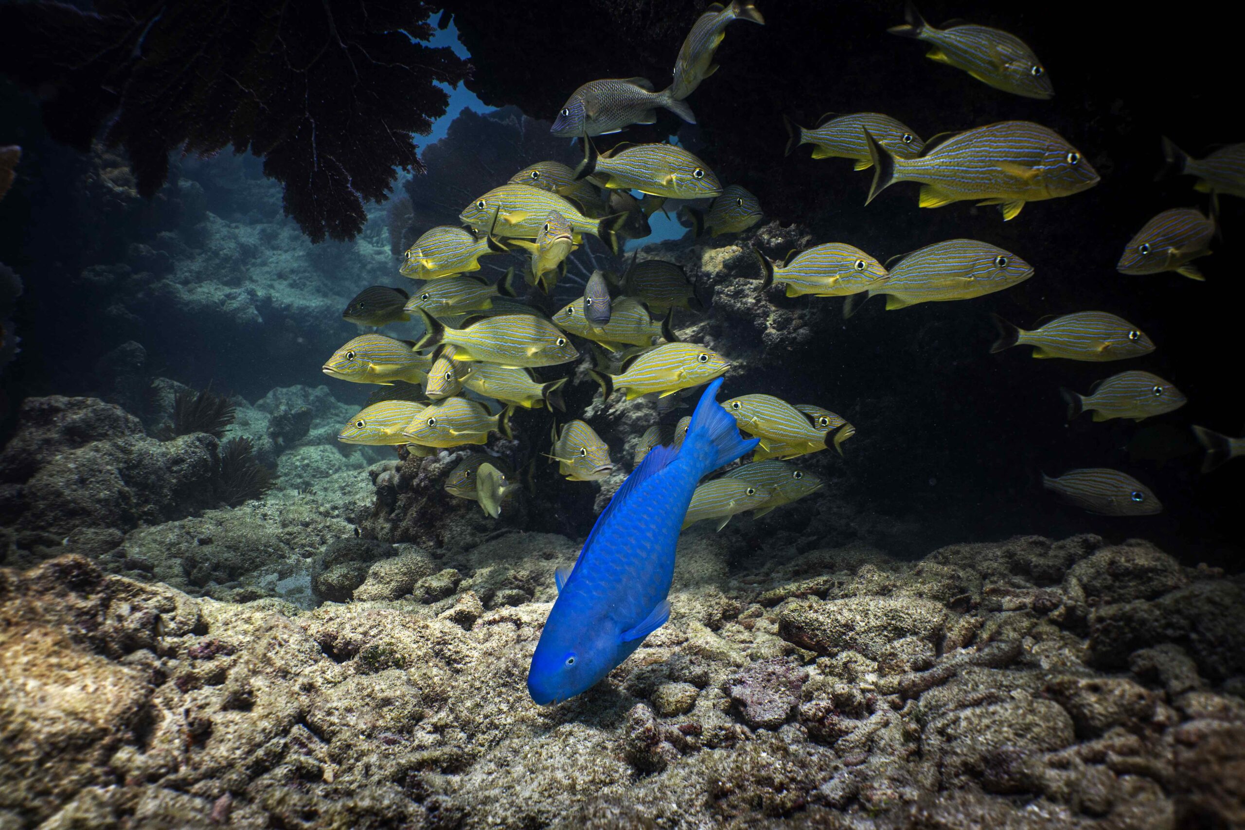 Fundación Albatros Media Inaugura Exhibición sobre Conservación y Turismo Sostenible