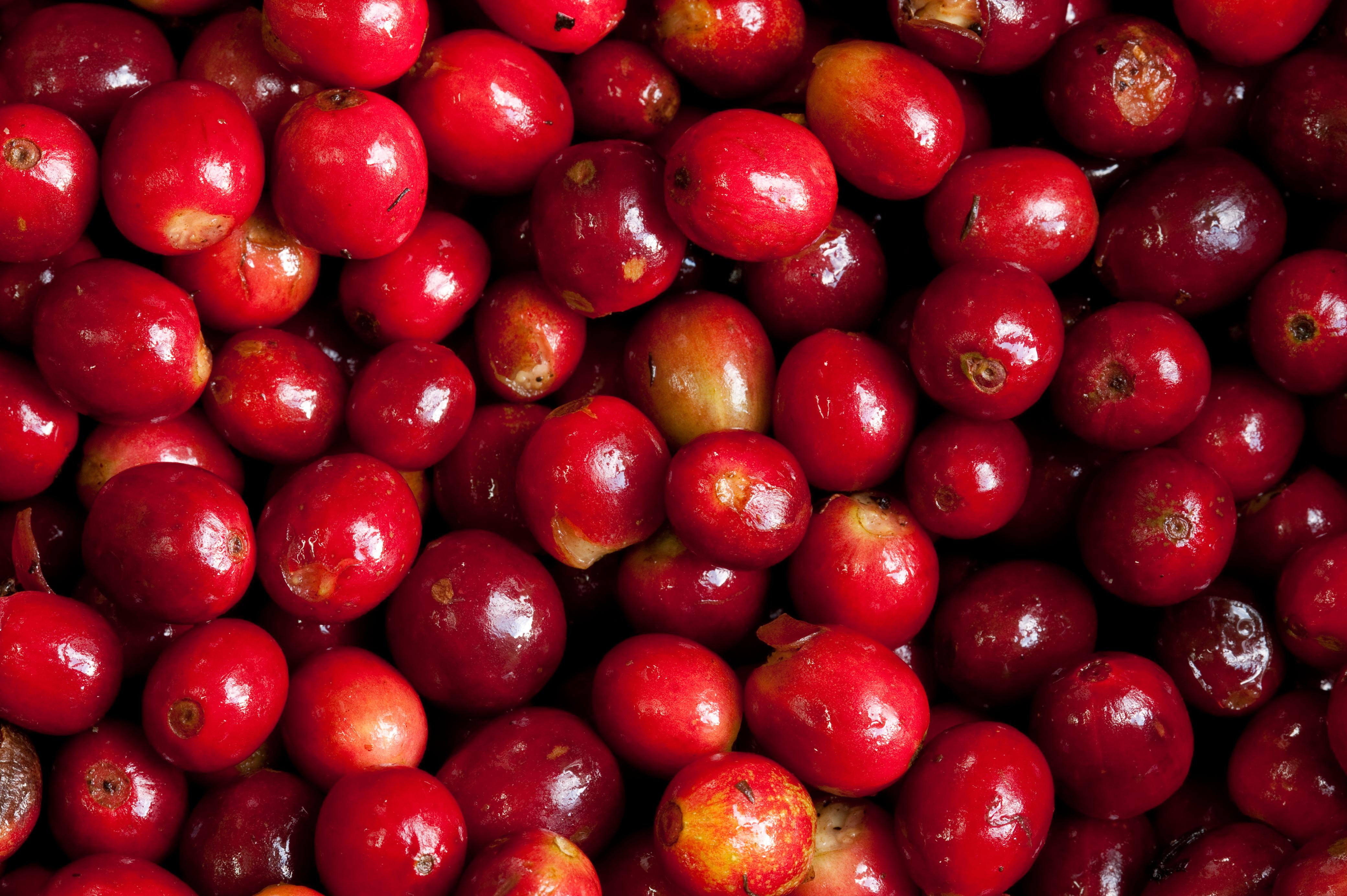 Récord histórico del café Panamá Geisha en la subasta anual “The Best of Panama Auction 2025”.