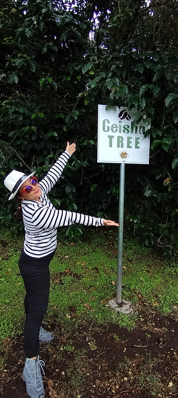 Desde 1898, la tradición del café elevado a la experiencia Geisha: EL MEJOR CAFÉ DEL MUNDO