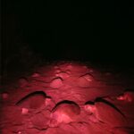 Más de 20 mil tortugas arriban a Playa La Marinera este fin de semana